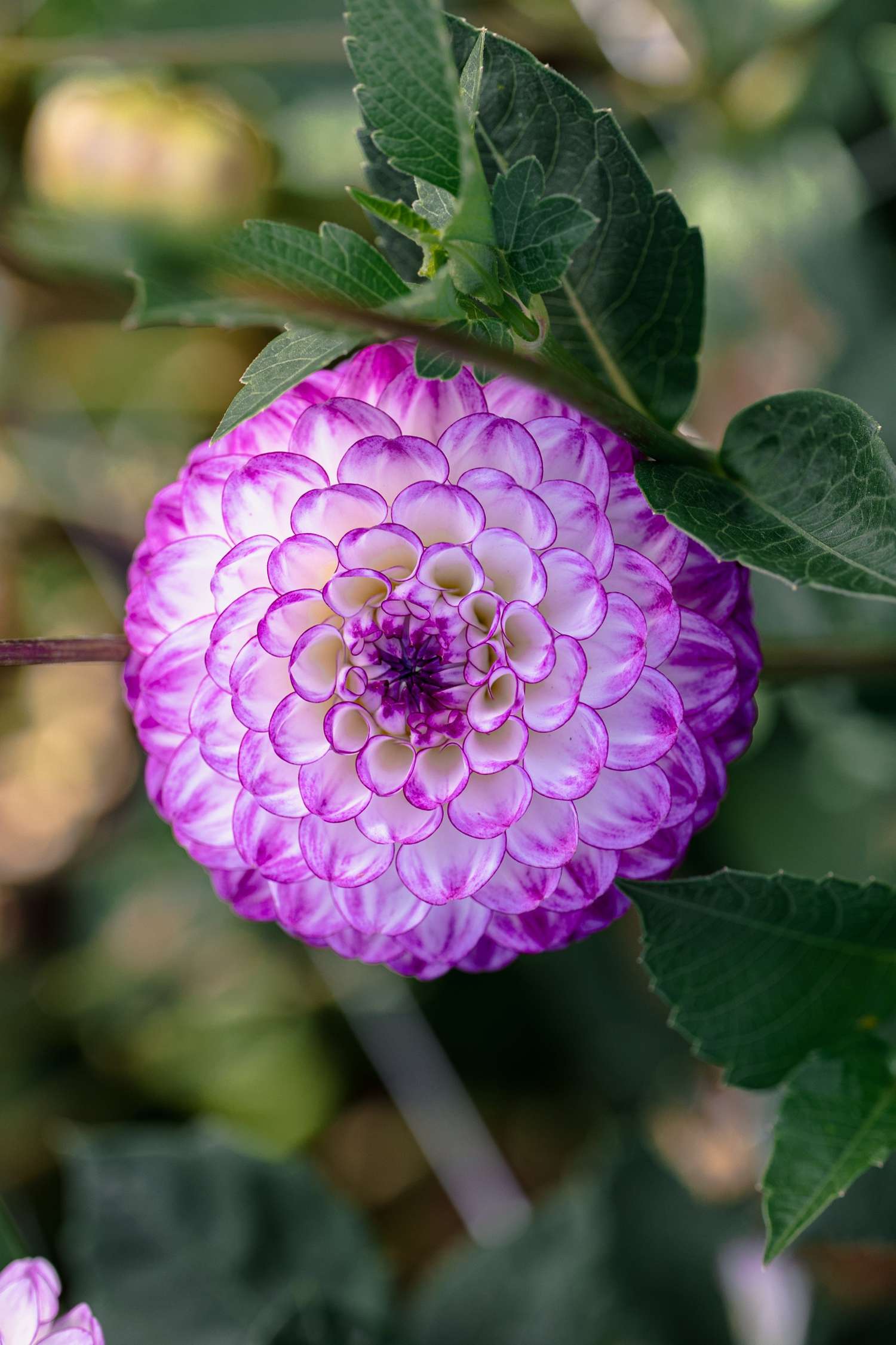 Daalia 'Dreaming Maid'